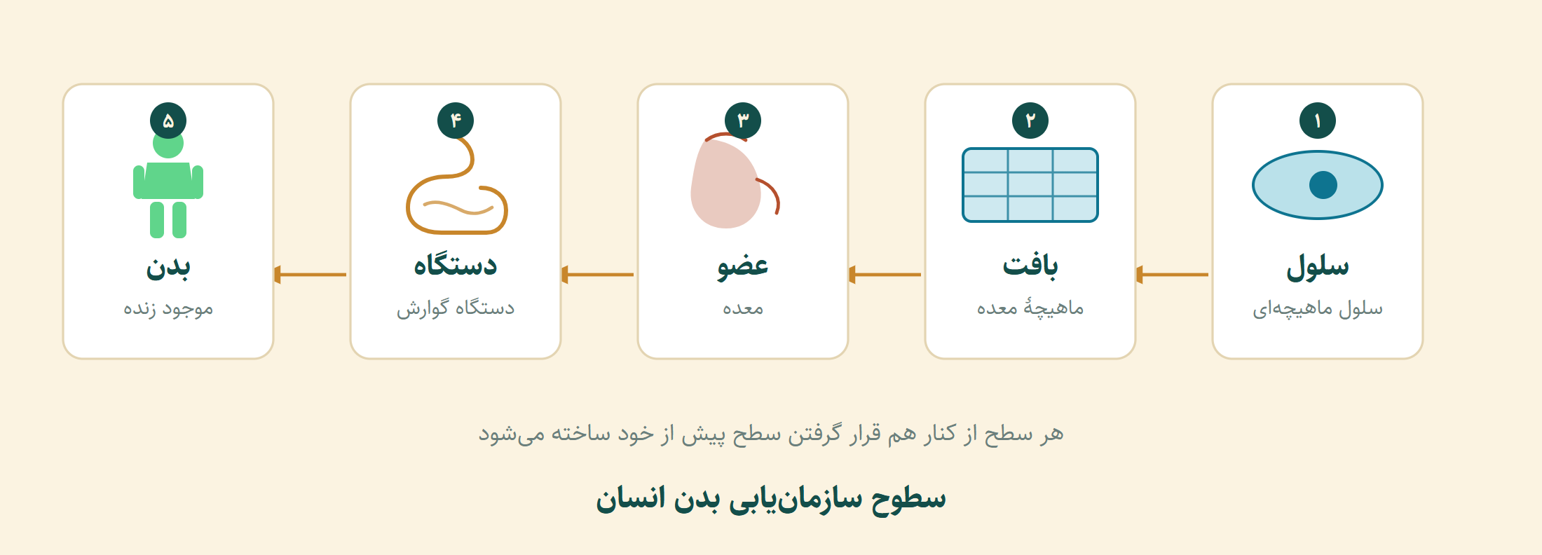 نمودار سطوح سازمان‌یابی بدن انسان: سلول، بافت، عضو، دستگاه، بدن