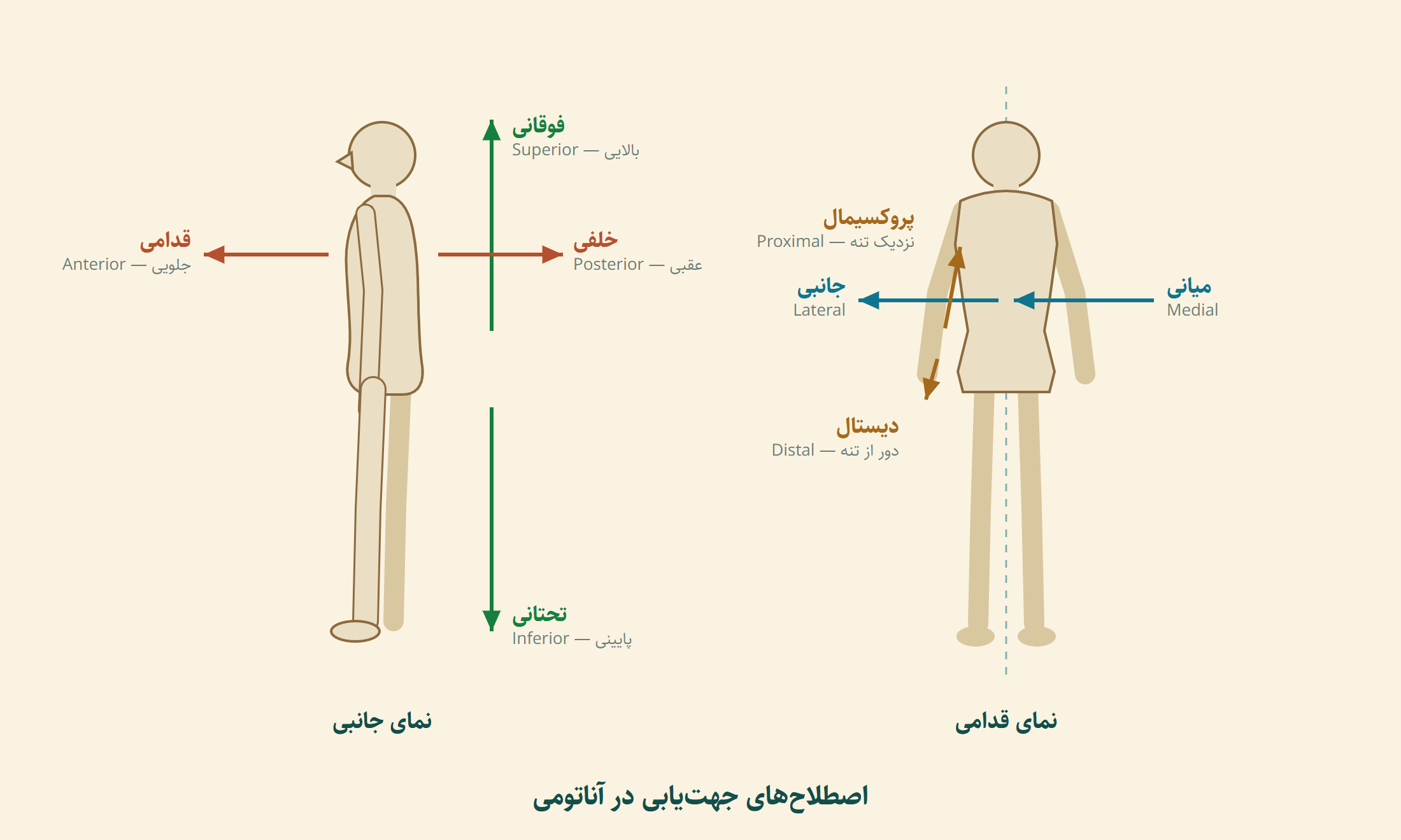 اصطلاح‌های جهت‌یابی در آناتومی: فوقانی، تحتانی، قدامی، خلفی، میانی، جانبی، پروکسیمال و دیستال