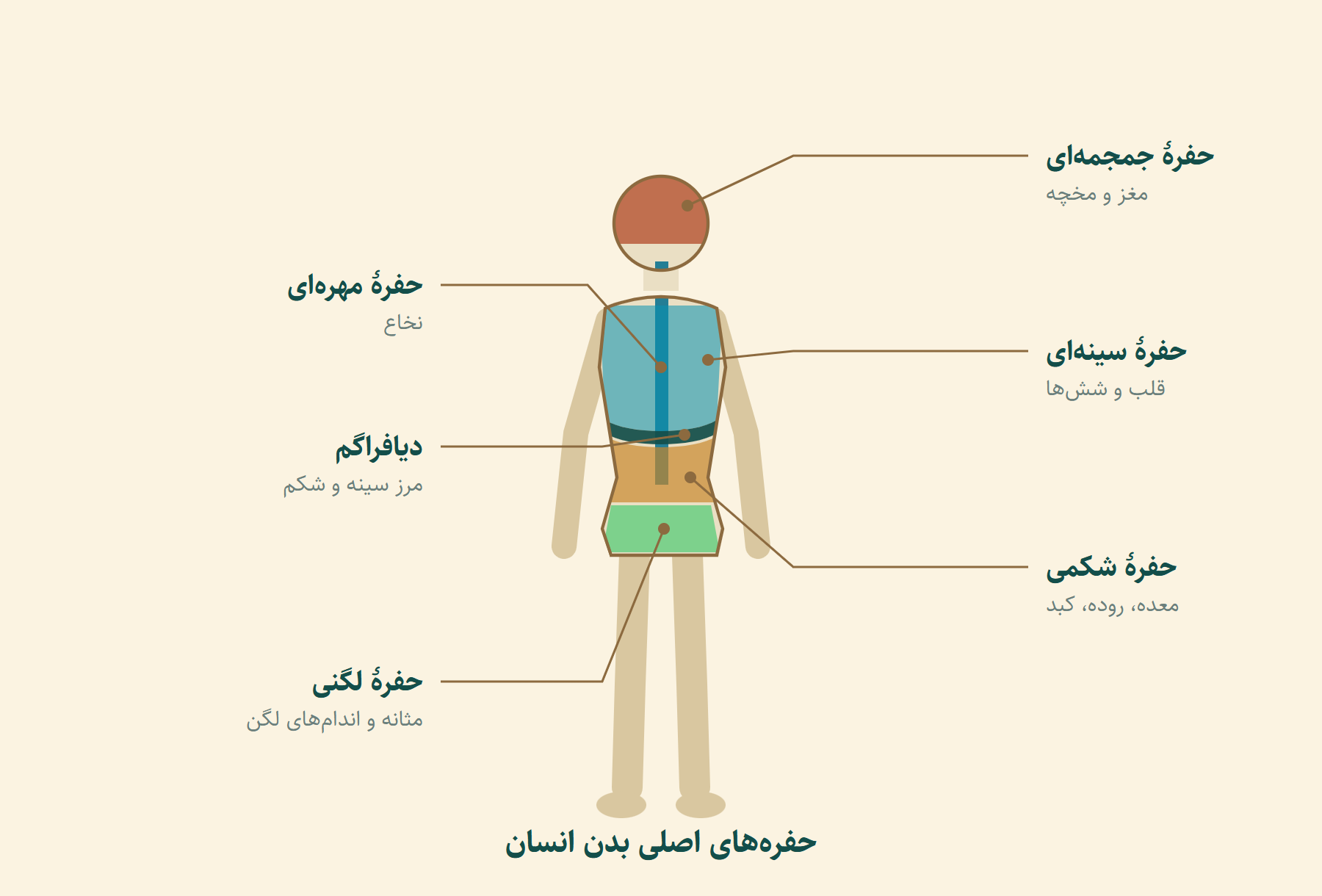 نمودار حفره‌های اصلی بدن انسان: جمجمه‌ای، مهره‌ای، سینه‌ای، شکمی و لگنی