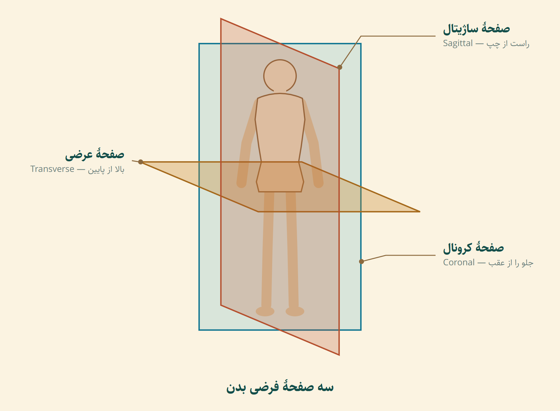 سه صفحهٔ فرضی بدن: ساژیتال، کرونال و عرضی